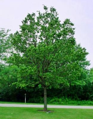 hackberry celtis occidentalis