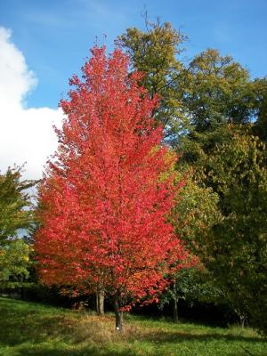 Bowhall Red Maple | Willamette Nurseries rootstock clonal seedling ...